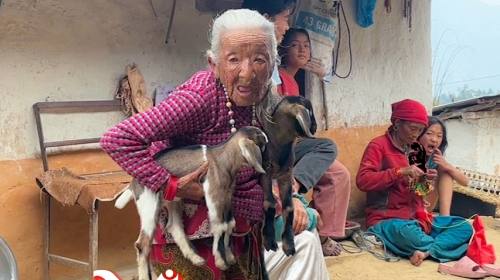  १०० वर्षको सँघार फड्को मार्दै गर्दाको जिजिम बजेको