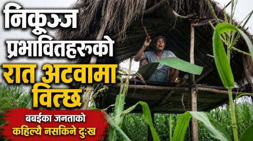 Indigenous Voice | बाँके राष्ट्रिय निकुञ्ज प्रभावि
